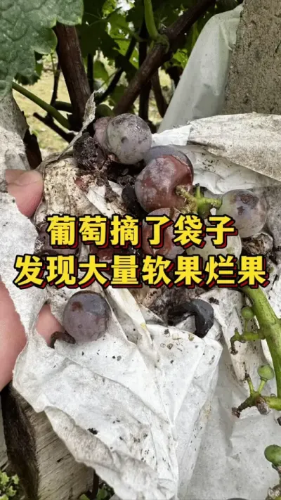 葡萄摘了袋子，发现大量软果烂果#优质农产品 #三农种植 #葡萄