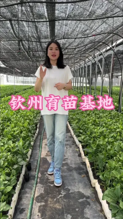 广西钦州百香果种苗培育基地！#乡村守护人 #百香果苗#抖音助农#三农#我的乡村生活 @抖音小助手 @DOU+小助手