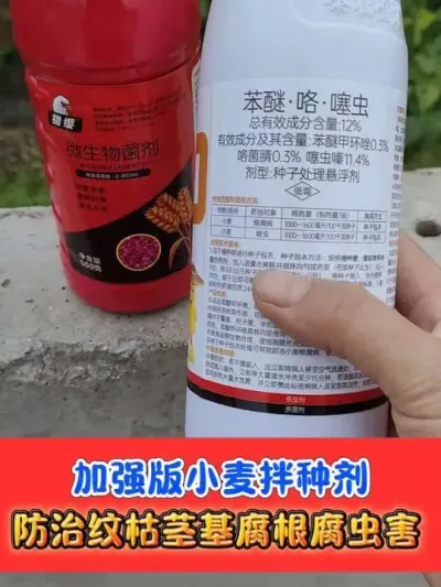 小麦防死穗白穗必须进行拌种 加强版小麦专用拌种剂火爆热销中#小麦种植 #小麦拌种剂 #小麦 #农资肥料