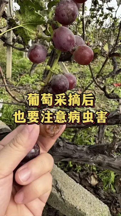 葡萄采收后，也要注意病虫害防治#抖音助三农 #种果树 #果树