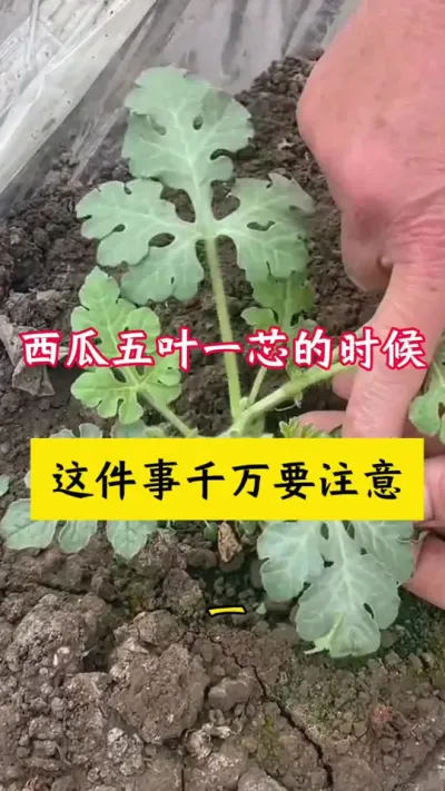 #西瓜种植 #种西瓜#西瓜病害#西瓜种植技术