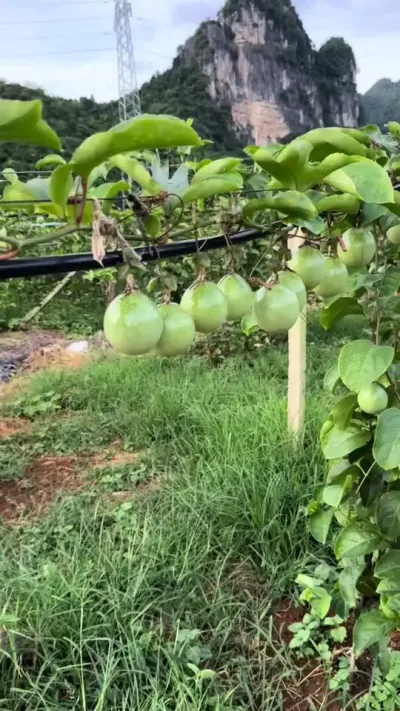 #硕果累累 #自家种植 #种植百香果#黄金百香果种植技术 #百香果施肥百 百香果种植产量
