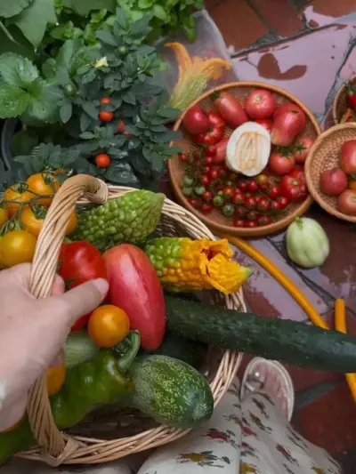 不用执着于回乡下了！人为什么要为轻松点日子感到愧疚呢？阳台摘菜喽！#瓜果蔬菜 #日常vlog #家庭种植 #新鲜采摘 #阳台种植