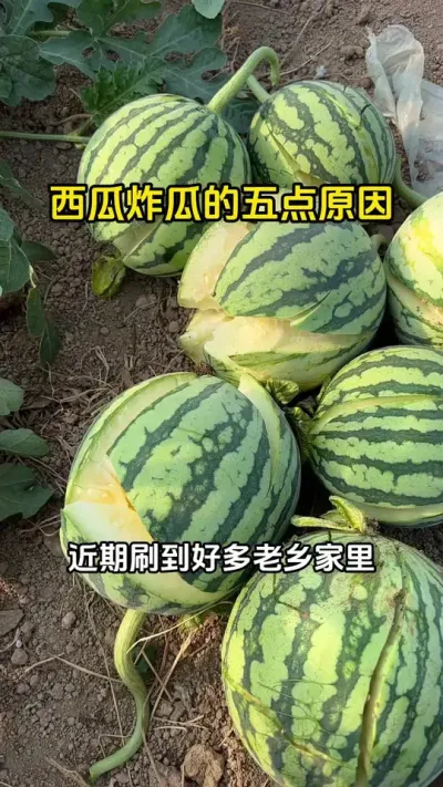 #西瓜种植 #西瓜管理#西瓜高产#西瓜炸瓜 #西瓜种植技术