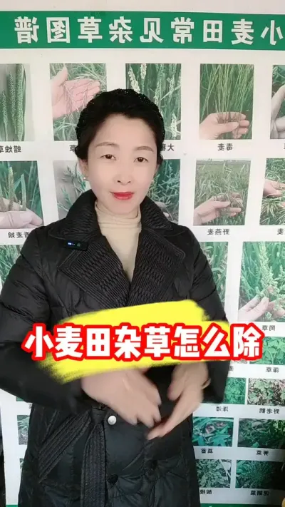 小麦田杂草用什么除草剂 #小麦种植 #小麦除草剂 #小麦 #农资肥料 #农业种植