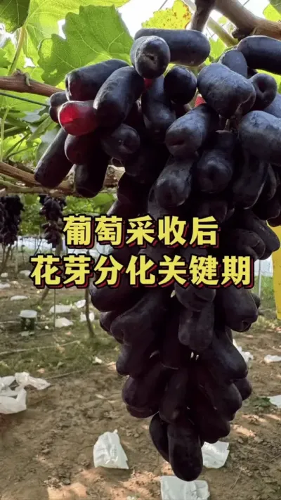 葡萄采收后，花芽分化关键期#优质农产品 #农业种植 #三农