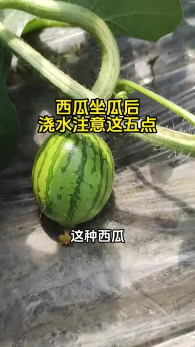 #西瓜种植 #西瓜管理#西瓜高产#西瓜施肥#西瓜种植技术