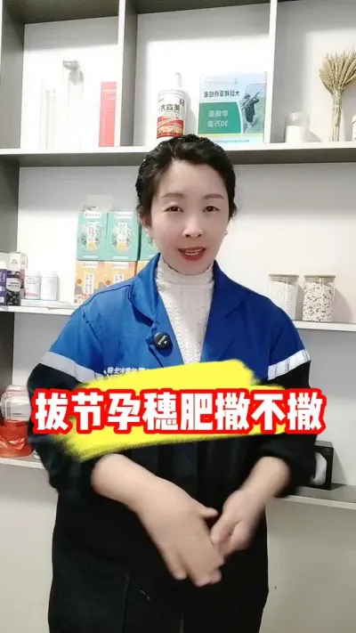 小麦长大穗高产量必须撒好拔节孕穗肥 #小麦种植 #小麦 #小麦种植管理技术 #农业种植 #吴平农资