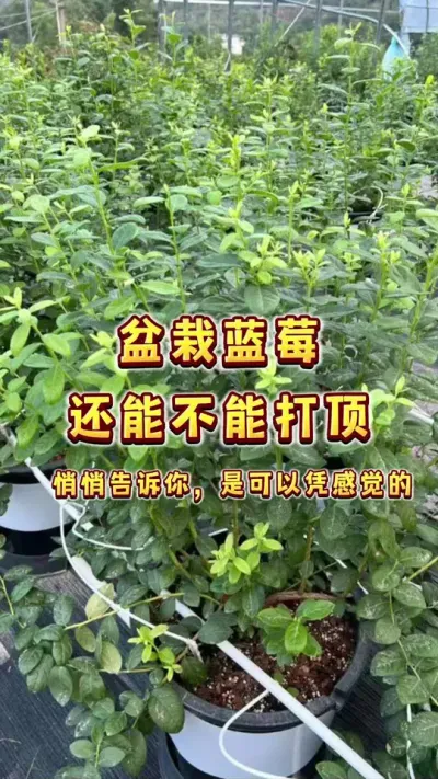 盆栽蓝莓现在还打不打顶促分支？其实你可以感觉的出来的#盆栽蓝莓#家庭种植 #种植小技巧 #贝子的盆栽小果园 #三农
