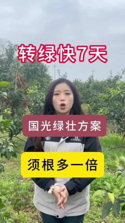 国光绿壮方案，须根多一倍转绿快七天！#服务三农支持三农 #柑橘种植