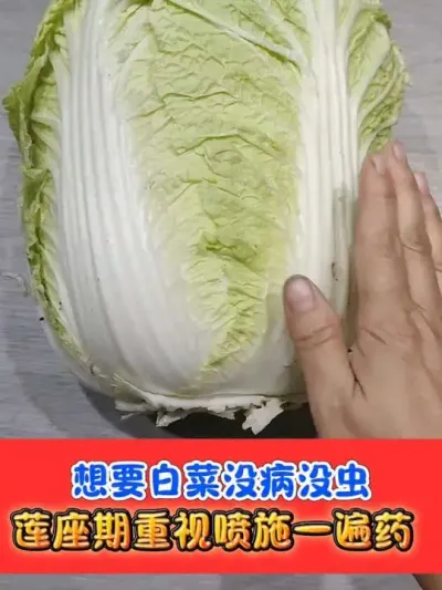 白菜莲座期重视一遍药 #白菜管理 #白菜种植