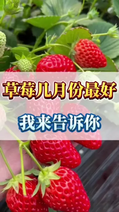 草莓几月份种植最好，我来告诉你#草莓种植 #三农 #草莓苗育苗基地