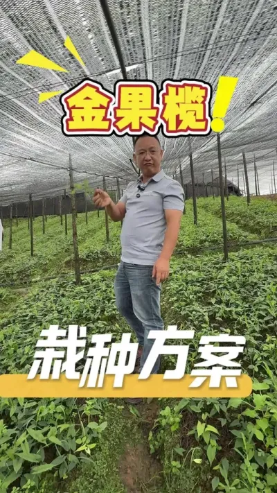 栽种金果榄的技巧和方案，让发哥告诉你。#金果榄#农业技术推广#农业种植#三农