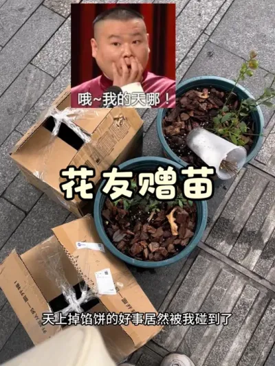 谁说天上不会掉馅儿饼😂我就遇到了神仙花友，到时扦插成功后多余的苗我也会分享出来的哦#阳台种菜 #扦插 #蓝莓 #葡萄 #草莓