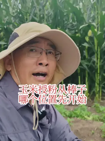 #种草激励计划 #玉米授粉 #花期 授粉是从棒子的哪个部位开始的，和大家说一下。