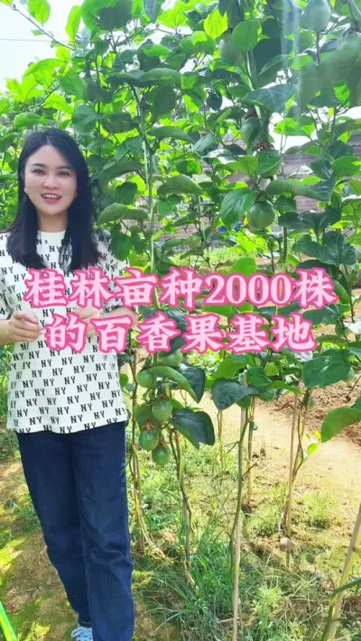 百香果基地亩种2000株是如何管理的！#乡村守护人 #三农 #我的乡村生活 #抖音助农 #百香果 @抖音小助手 @DOU+小助手