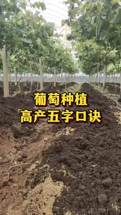 葡萄种植，高产五字口诀#农业种植 #优质农产品 #果园种植