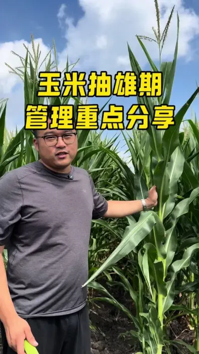 玉米抽雄期管理注意事项 #玉米高产种植技术 #玉米增产技术 #种植小技巧玉米