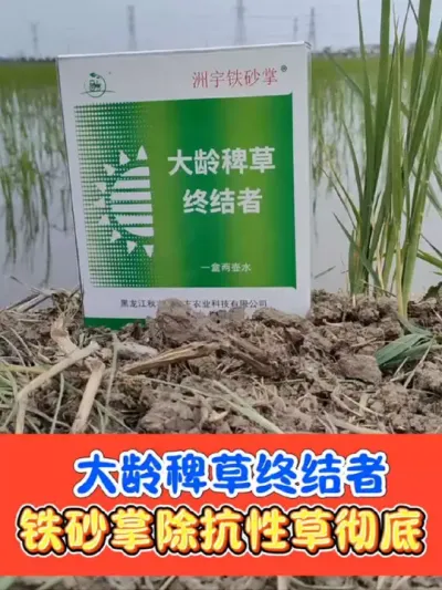 稻田抗性稗草终结者《铁砂掌》 水稻三叶一心后使用，不用回水打死抗性大青稗，海绵稗，马唐，千金子，牛筋草#铁砂掌除草剂 #稻田除草剂 #稻田除草 #水稻除草 #农资肥料