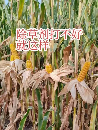 #玉米除草剂药害 #玉米高产种植技术 #除草剂药害 玉米除草剂打出的药害，可能当时缓过来了，但已经出了内伤。