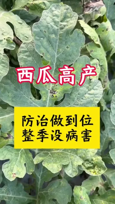 #西瓜种植 #种西瓜#西瓜病害#大棚西瓜#西瓜种植技术