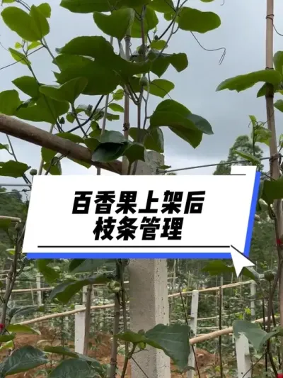 百香果上架后的枝条管理#种百香果#百香果种植#农业种植#百香果技术#百香果枝条修剪