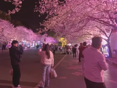 这么漂亮的樱花 一定会艾特最漂亮的她来看的 #樱花🌸 #樱花 #想约你去淋一场樱花雨