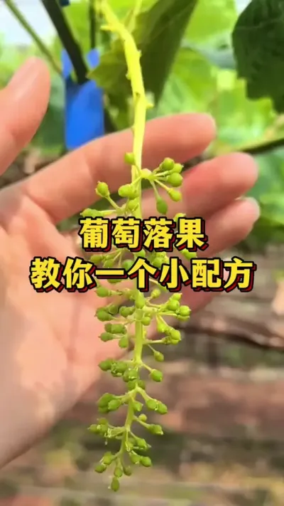 葡萄落果，教你一个小配方#农业种植 #优质农产品 #三农