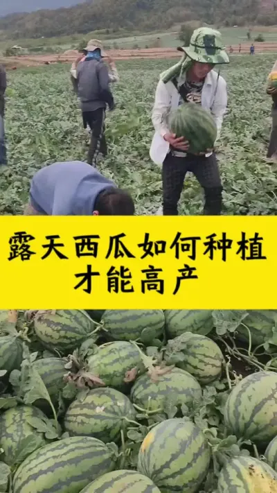 #西瓜管理 #西瓜种植 #西瓜种植技术