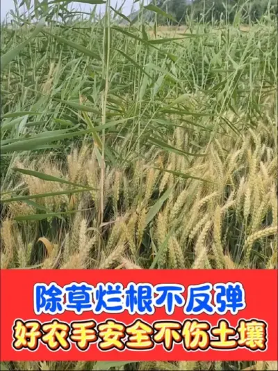 芦苇杂草杂菜烂根彻底一扫光 好农手烂根组合，除草很简单#除草剂 #烂根除草剂 #农资肥料 #灭生除草剂 #农业种植