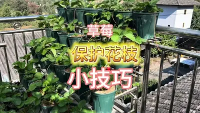 避免草莓花枝被盆边磕断的小技巧#楼顶果园 #盆栽草莓