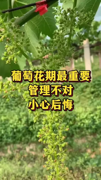 葡萄花期最重要，管理不对，小心后悔#农业种植 #三农 #葡萄种植