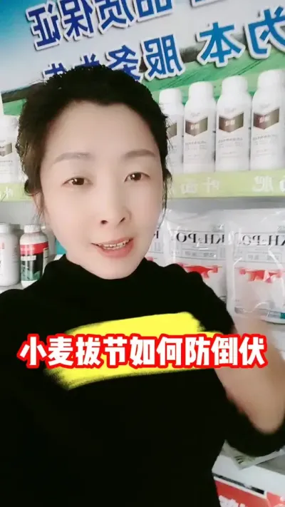 小麦拔节后用什么防倒伏效果好 #小麦种植 #小麦种植管理技术 #小麦 #农业种植 #吴平农资