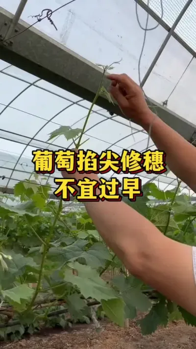 葡萄掐尖修穗，不宜过早#优质农产品 #农业种植 #葡萄管理
