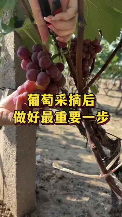 葡萄采摘后，做好最重要一步#优质农产品 #葡萄种植 #果树种植