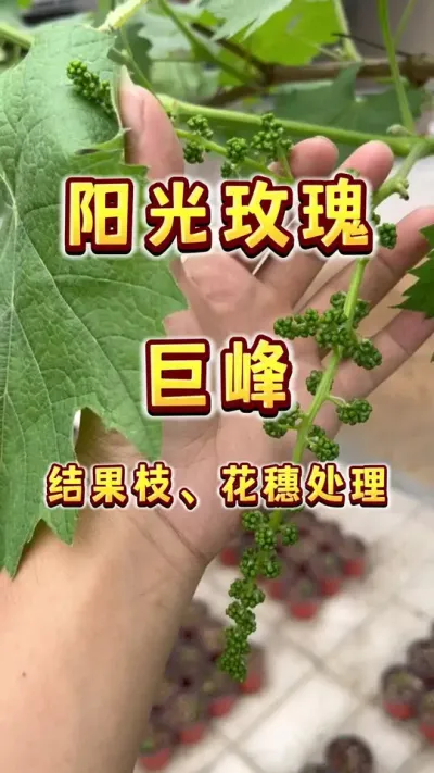 阳光玫瑰、巨峰葡萄花穗结果枝简单处理，家庭种植的拉花吗？#楼顶果园 #葡萄 #巨峰葡萄 #盆栽葡萄 #内容启发搜索