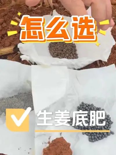 生姜底肥怎么选，才能实现&ldquo;三追不如一底&rdquo;&hellip;#农业种植 #农资肥料 #生姜种植 #农资化肥 #种植小技巧