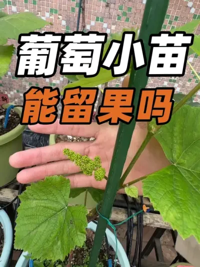 葡萄小苗能留果吗？带花穗需不需要摘掉？#盆栽葡萄#寒香蜜