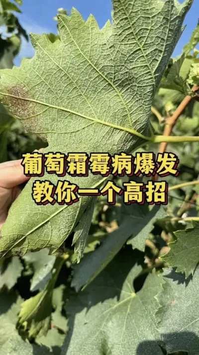 葡萄霜霉病爆发，教你一个高招#葡萄种植