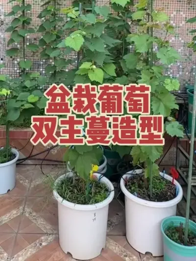 盆栽葡萄，双主蔓造型实验。双主蔓会比单主蔓更好吗？#盆栽葡萄#寒香蜜#茉莉香