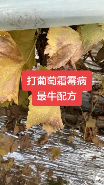 打葡萄霜霉病最牛配方#葡萄霜霉病#葡萄种植#葡萄病害