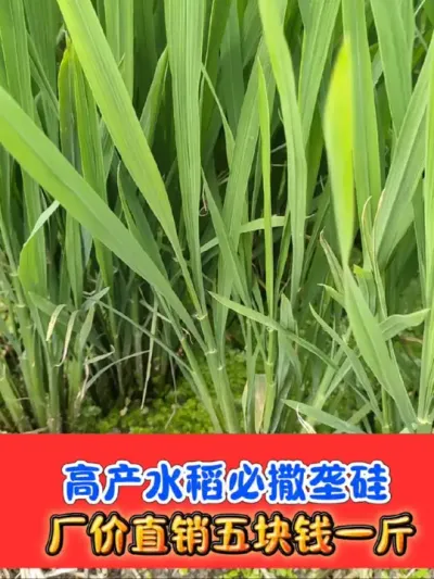 水稻高产必备垄硅 厂价直销五块钱一斤#垄硅 #水稻种植 #硅肥 #水稻 #农资肥料