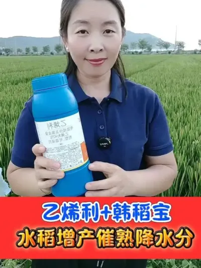 水稻晚熟或者倒伏，在灌浆中期喷施乙烯利加韩稻宝，加速灌浆，促进早熟，降低水分#水稻种植 #乙烯利 #水稻 #农资肥料 #农业种植