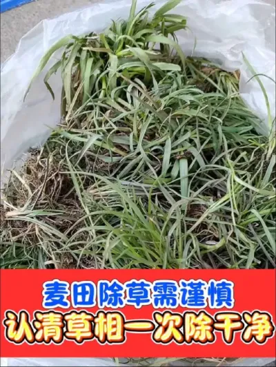 小麦田除草工作开始，认清草相，对症下药#农资肥料 #小麦 #三农种植 #除草剂 #小麦除草剂