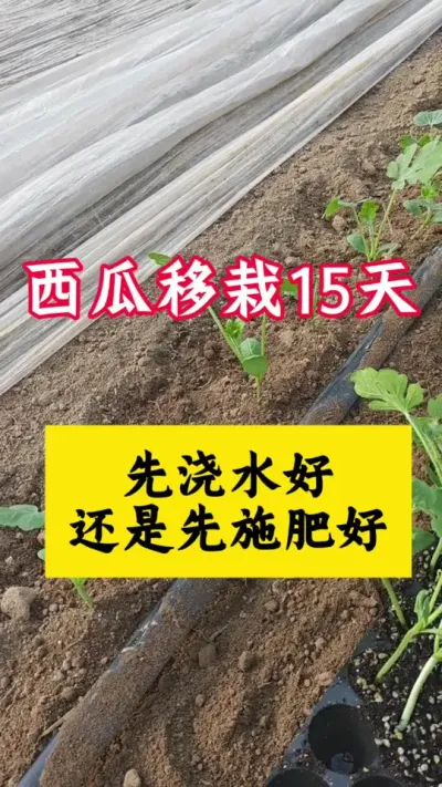 #种西瓜#西瓜种植#西瓜病害#西瓜种植技术