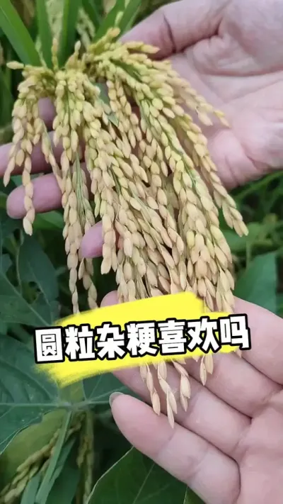 圆粒杂交粳稻金元宝 #杂交粳稻 #杂粳 #水稻种植 #水稻品种 #农资肥料