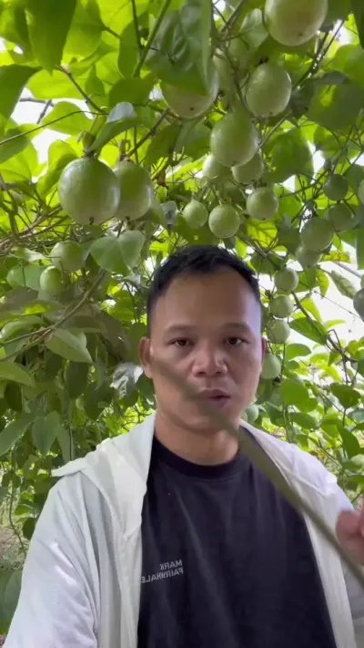 你百香果种植摆烂了吗？#种百香果#黄金百香果种植技术 #三农种植 #百香果种植技术