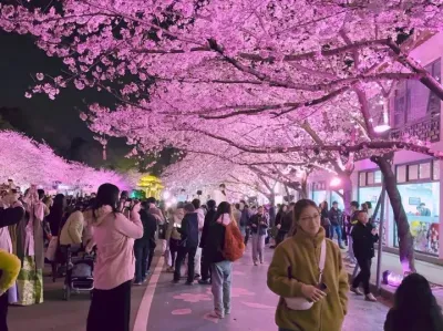 这么漂亮的樱花 一定会艾特最漂亮的她来看.#樱花🌸