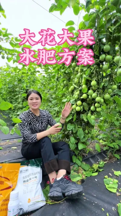 百香果高产水肥方案来了，老铁们赶紧收藏起来！#乡村守护人 #百香果#支持三农扶持三农发展 #助农 #2024 @抖音小助手 @DOU+小助手