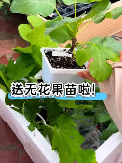 无花果枝条分享出去啦！三位幸运粉丝宝宝等待收货哦！#阳台种植 #无花果 #我的小菜园 #日常vlog #无花果扦插